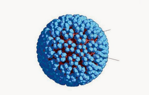 3D Modell vun HPV
