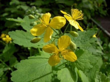celandine Gras Blummen fir Warzen