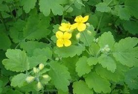 celandine Kraider fir Warzen