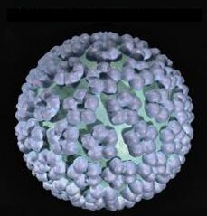 mënschleche Papillomavirus
